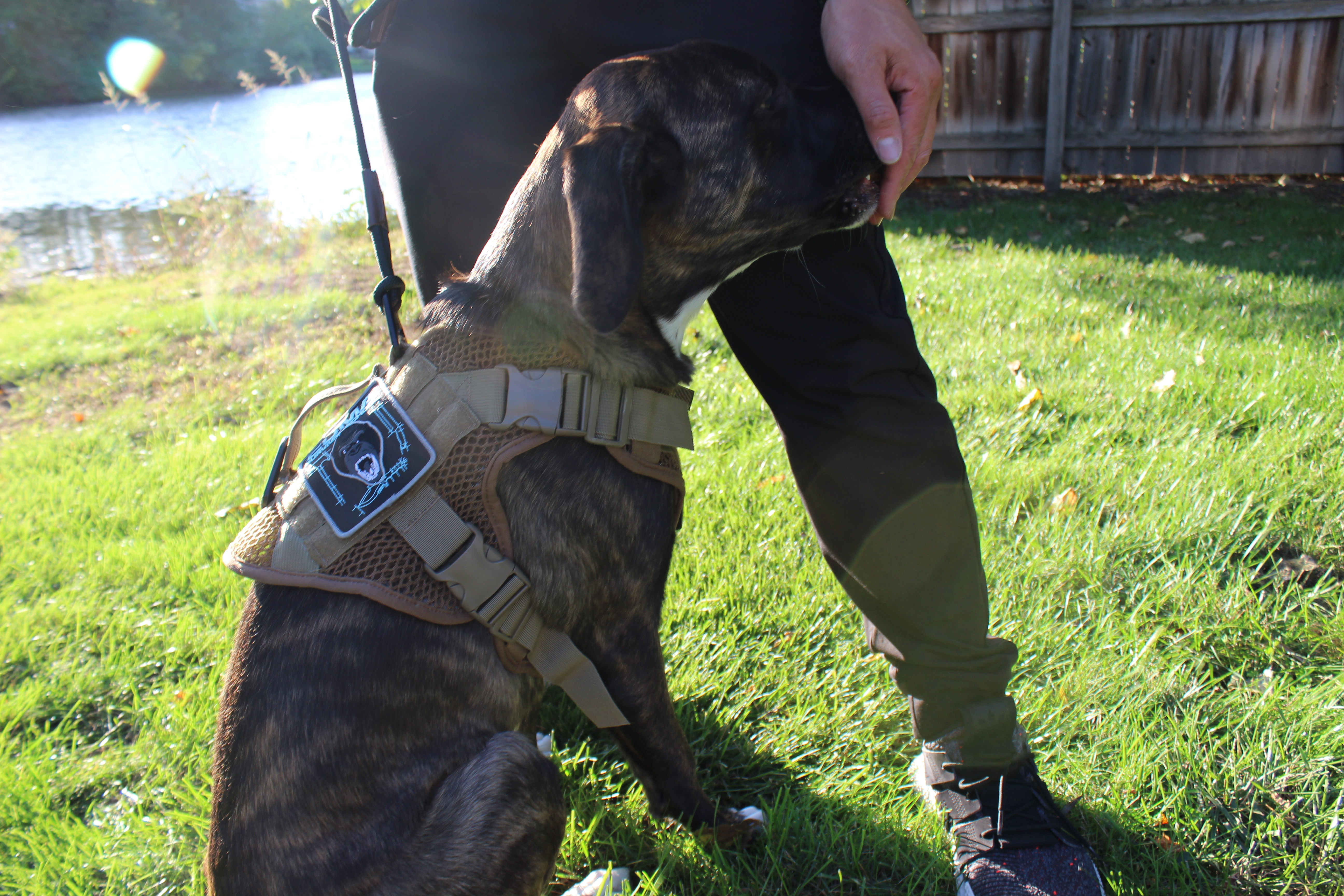Artemis Dog Harness – No Pull No Tug No Choke Adjustable Breathable K-9